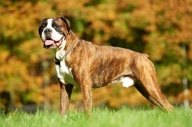 boxer na trávě
