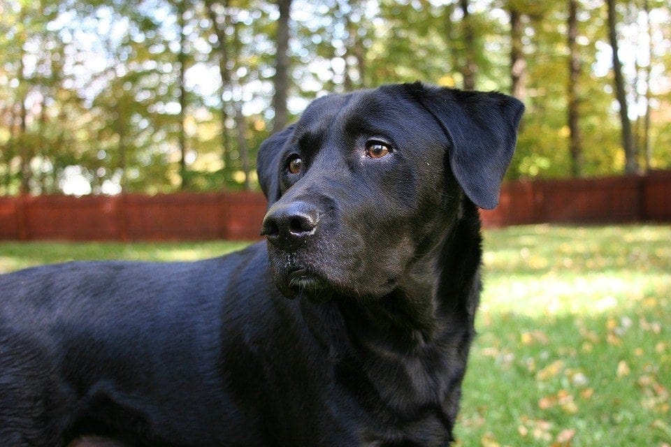 černý labradorský retrívr