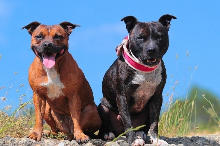 muž vs samice pitbull
