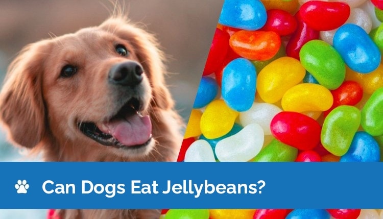 mohou psi jíst jellybeans grafika 2