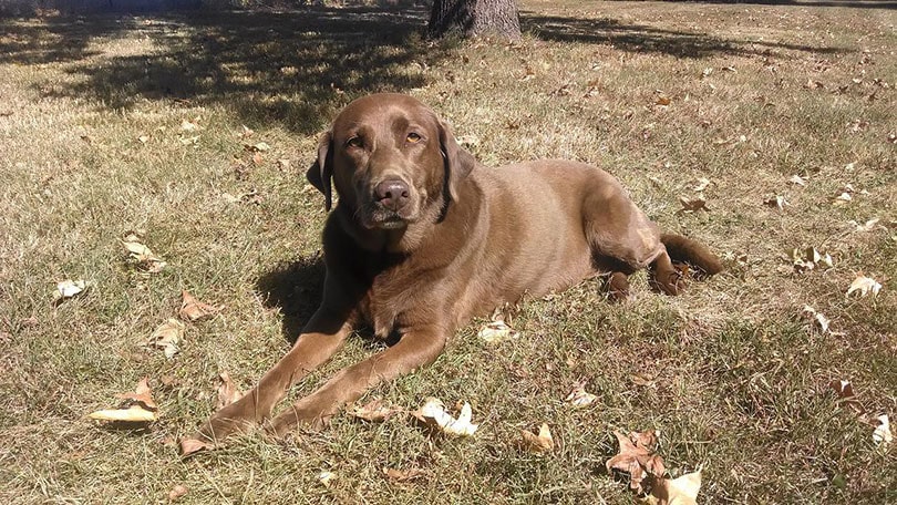 čokoládový labradorský retrívr pes ležící na trávě