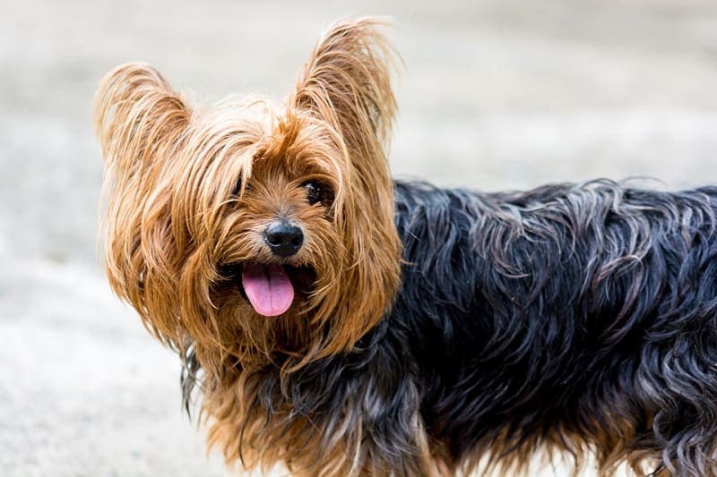 yorkie teriér