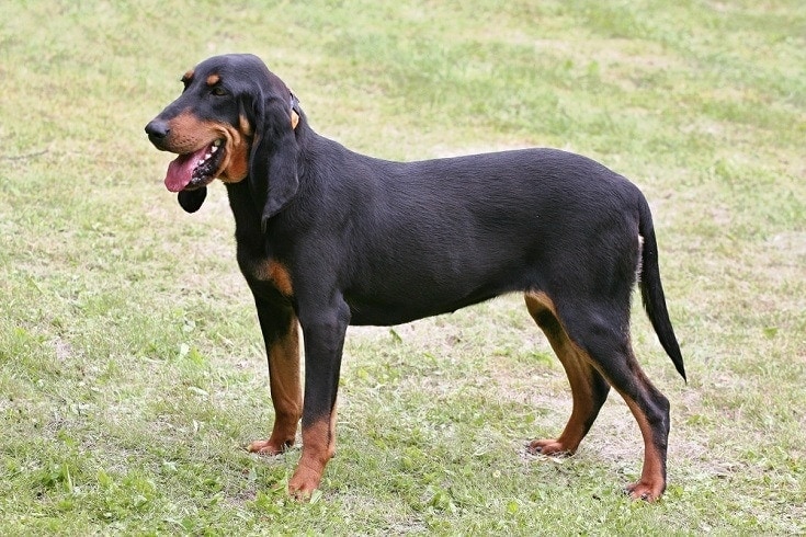švýcarský chrt