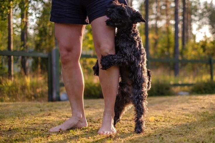 Jak zabránit srážení vašeho psa: 8 tipů a triků schválených veterinářem