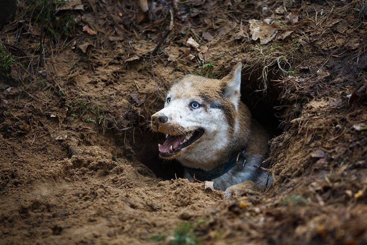 Proč psi kopou díry a leží v nich? Hlavní důvody a co dělat
