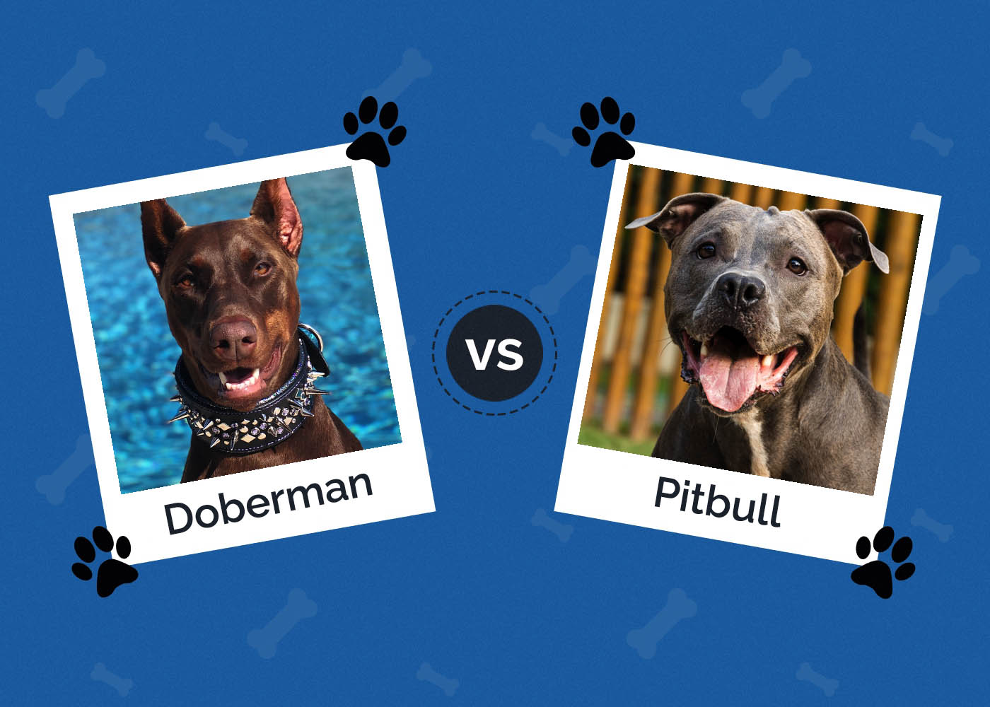 Dobrman vs Pitbull