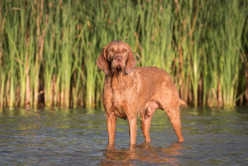 drátosrstý vizsla pes ve vodě