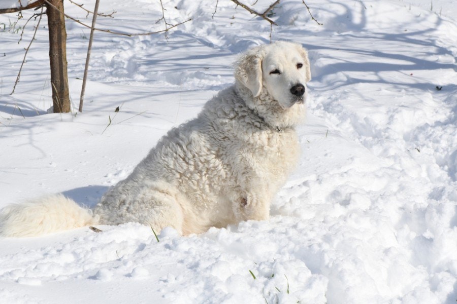 Pooch