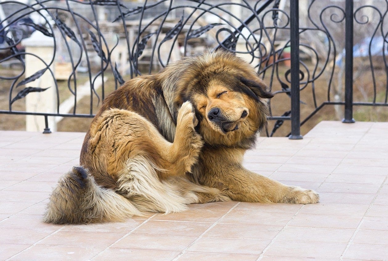 10 přírodních domácích léků na blechy na psech (které ve skutečnosti fungují)