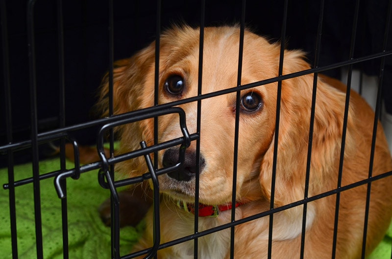 Jak zabránit štěkání vašeho psa v jeho bedně – 11 tipů a triků schválených veterinářem