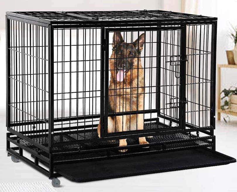německý ovčák v bedně