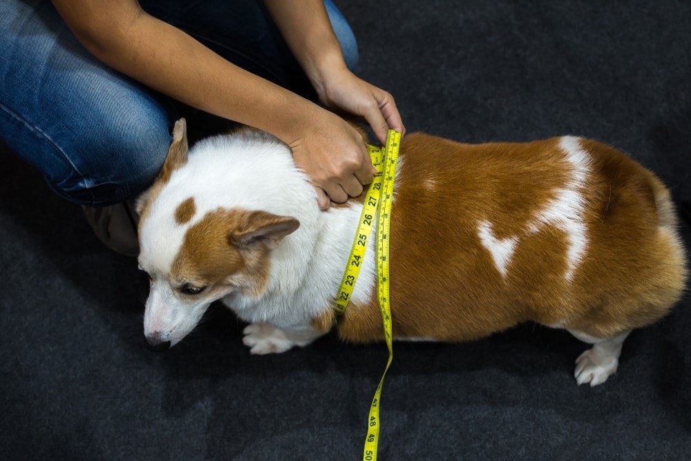 corgi se měří