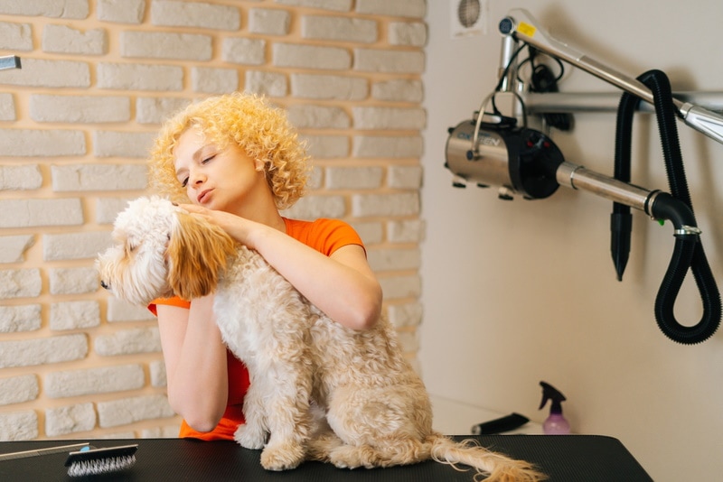 stříhání psů labradoodle