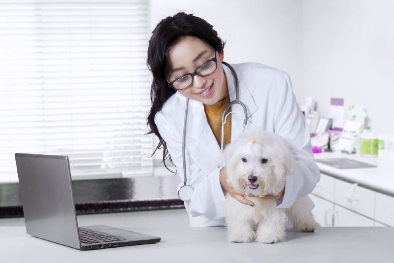 mladý veterinář kontroluje maltézského psa