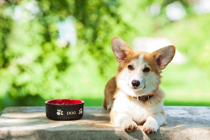 Krmivo pro psy Corgi