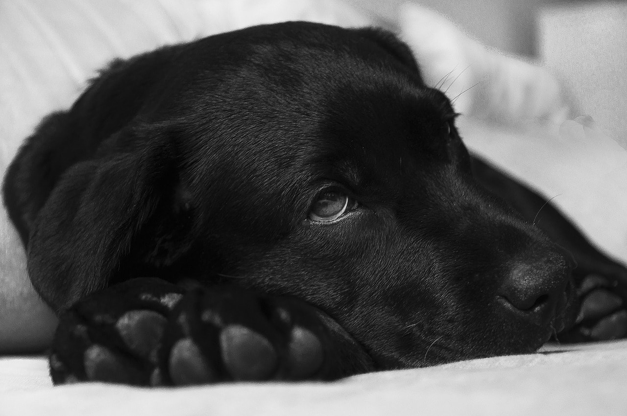 6 nejčastějších typů rakoviny u psů (odpověď veterináře)