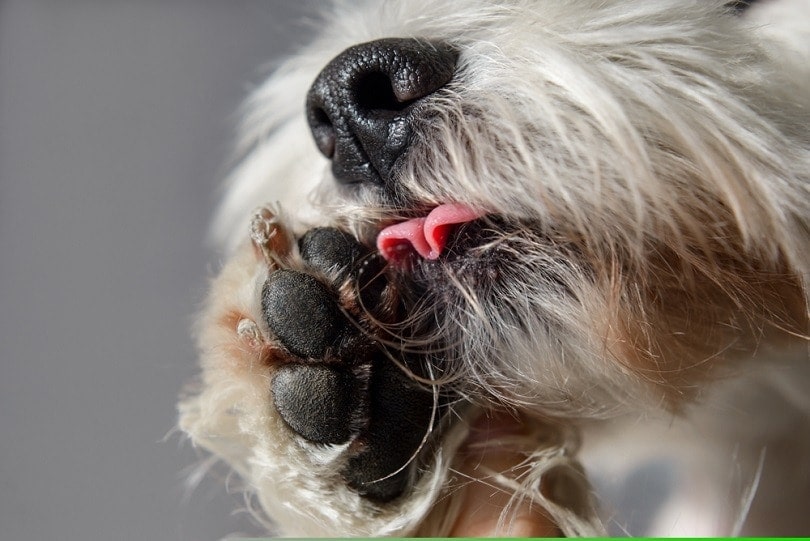 Jak zabránit psovi, aby si olizoval tlapky: 11 domácích prostředků schválených veterinářem