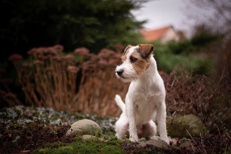 Parson Russell Terrier: Informace, obrázky, vlastnosti a fakta