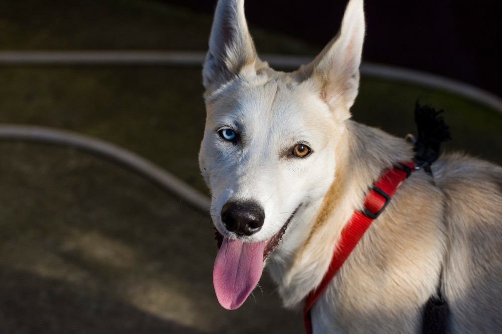 Usměvavý Gerberian Shepsky