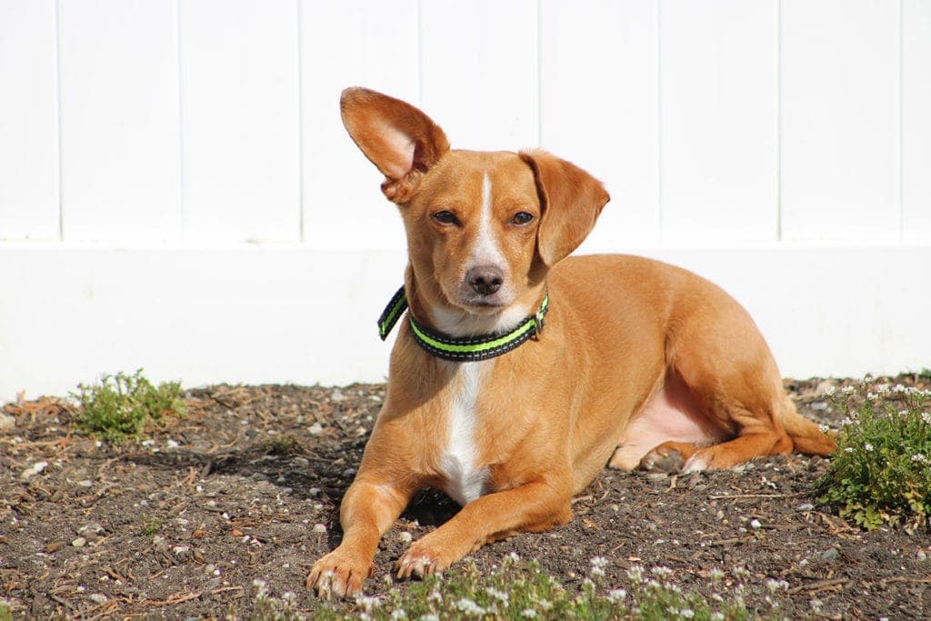 Chiweenie ležící na zemi venku