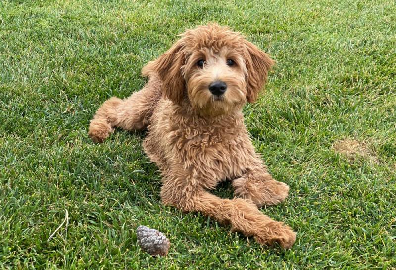 samice F2B goldendoodle ležící na trávě