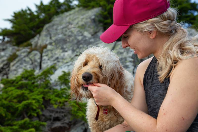 žena dává dárek svému psu goldendoodle v přírodě