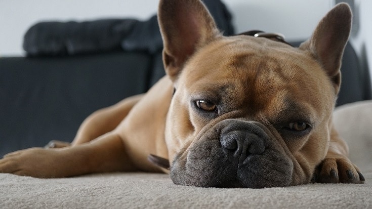 7 přírodních domácích léků na ucpaný nos psů a nachlazení – rady schválené veterinářem