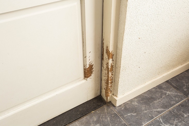 Jak zabránit psům, aby poškrábali dveře (6 jednoduchých způsobů)