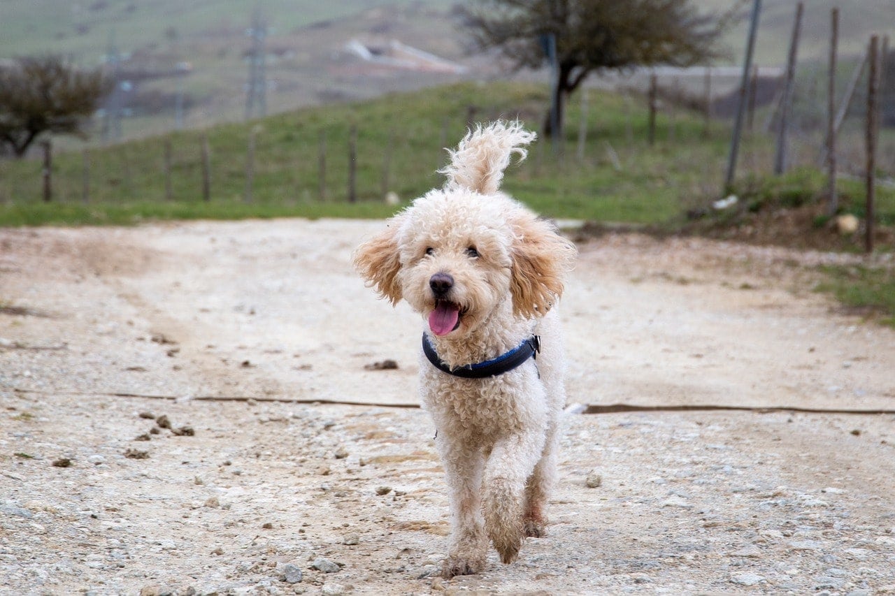 goldendoodle venku