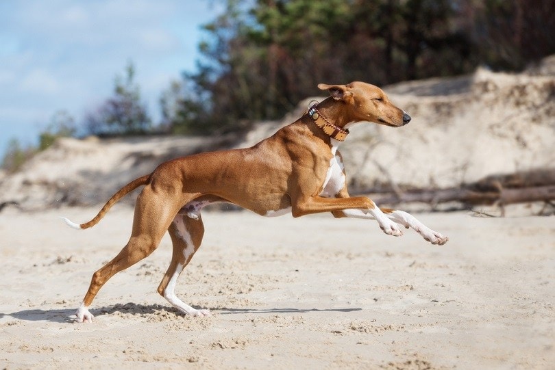 azavak běžící na beach2_otsphoto_shutterstock