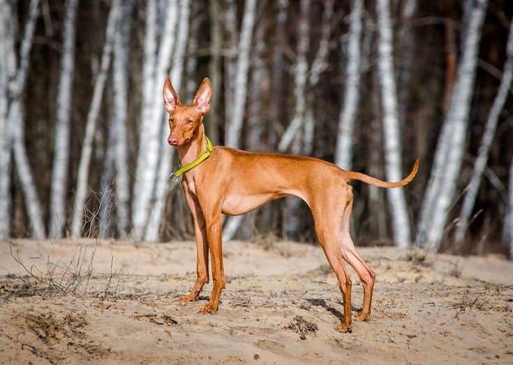 Cirneco dell