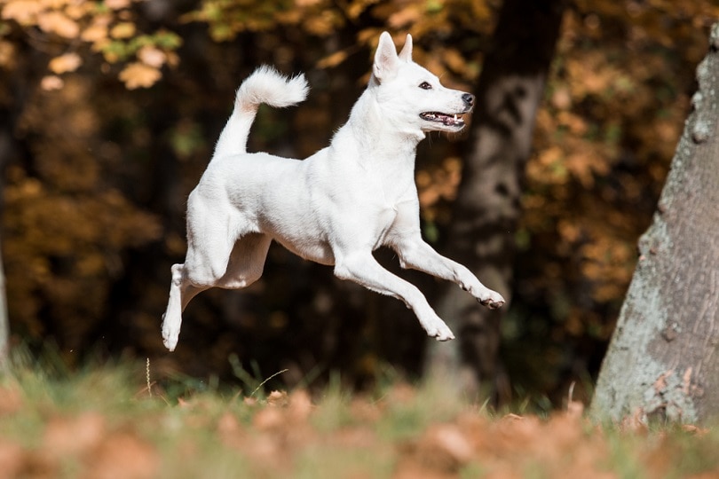 Kanaánský pes v parku_Aneta Jungerova_shutterstock