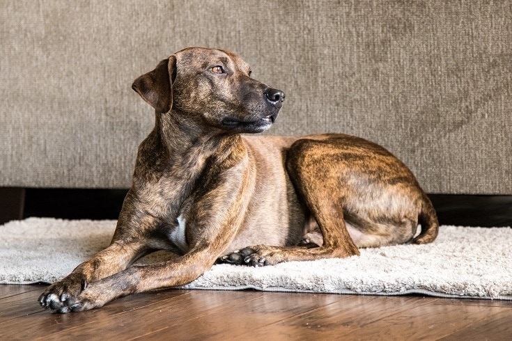 Plot Hound