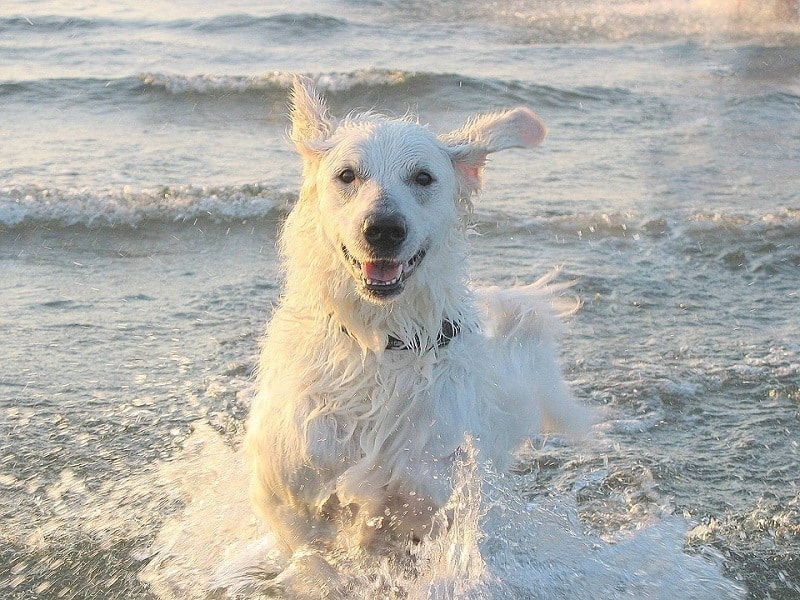 Pooch