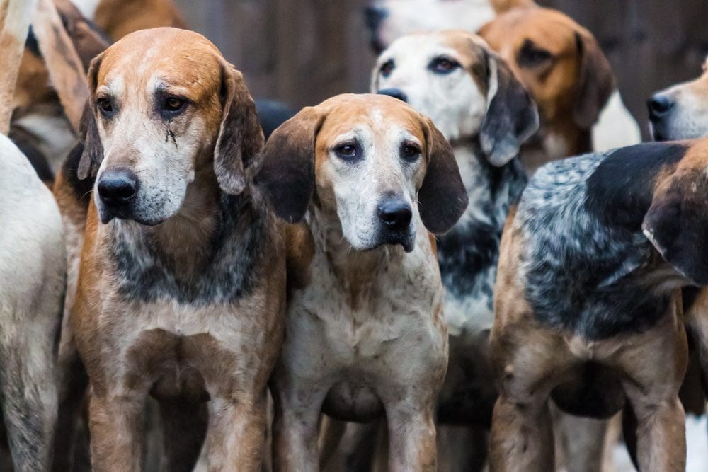 Anglický foxhound