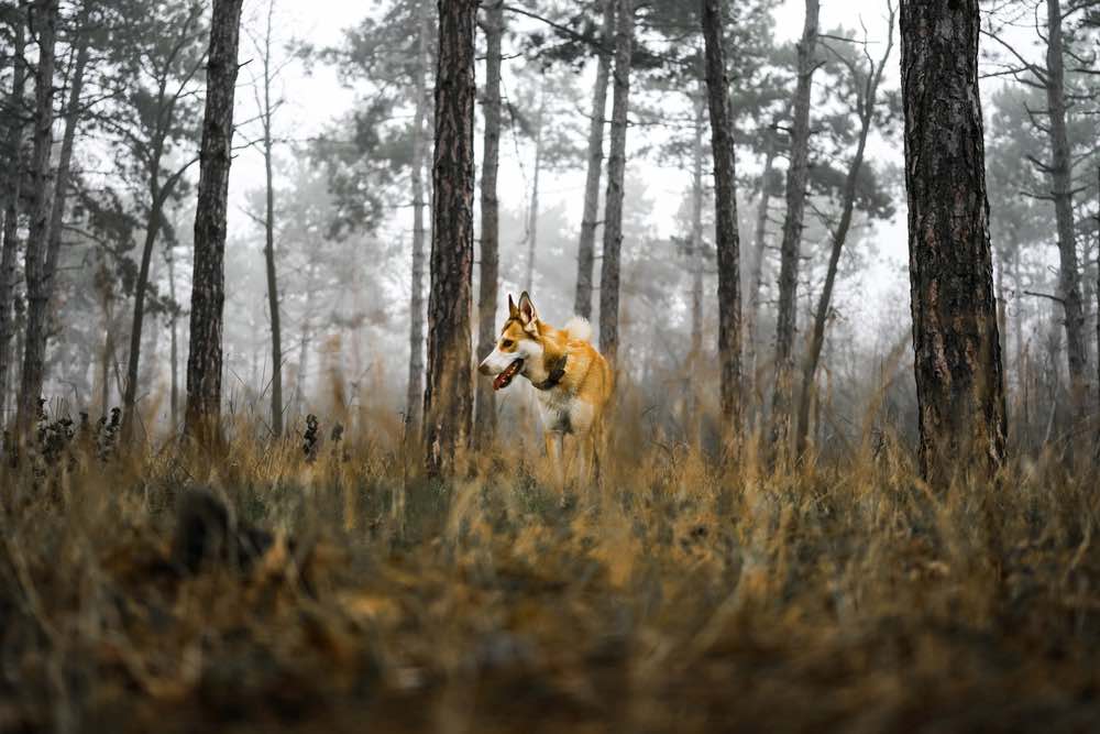 Norský lundehund v lese