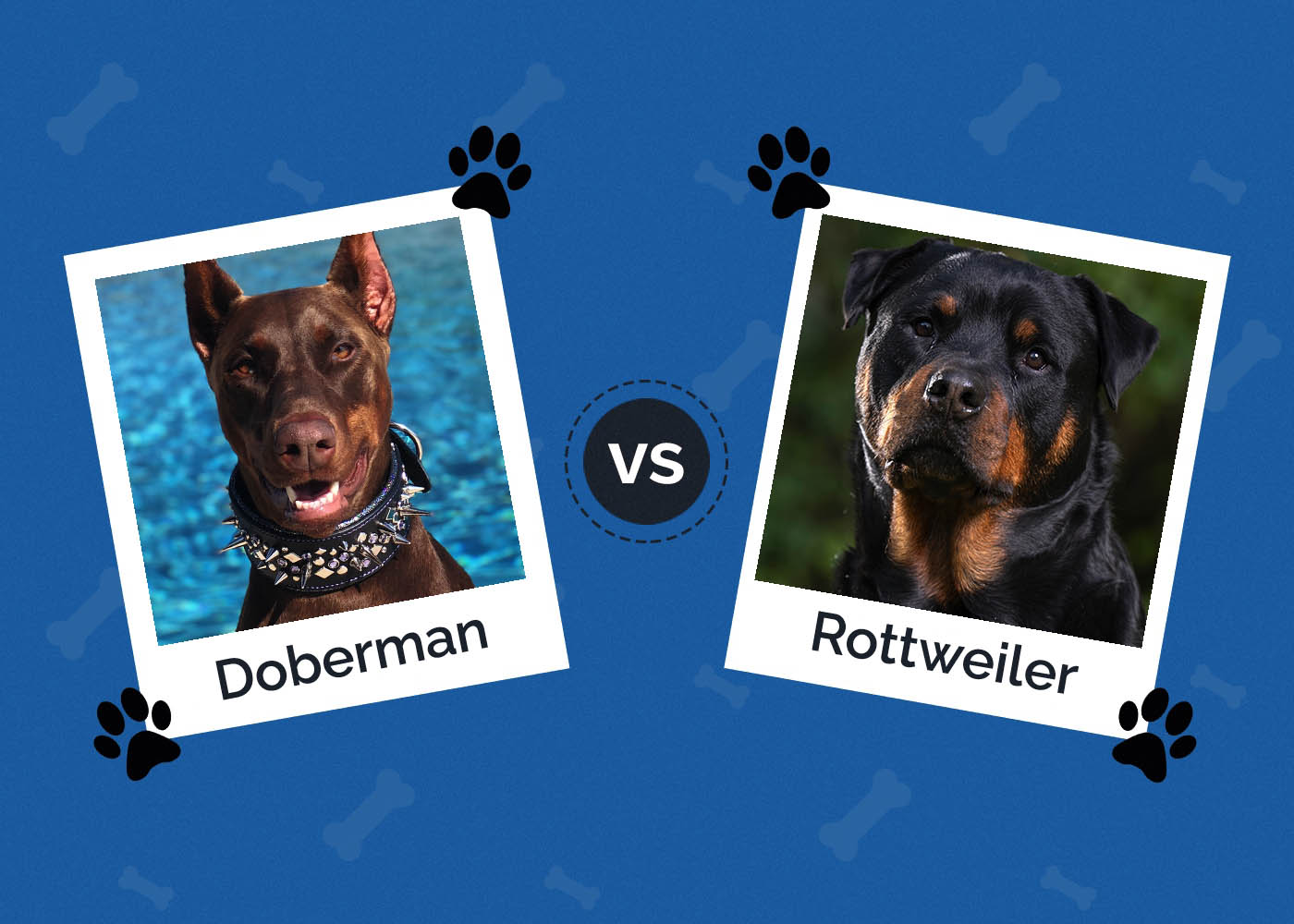 Dobrman vs Rotvajler
