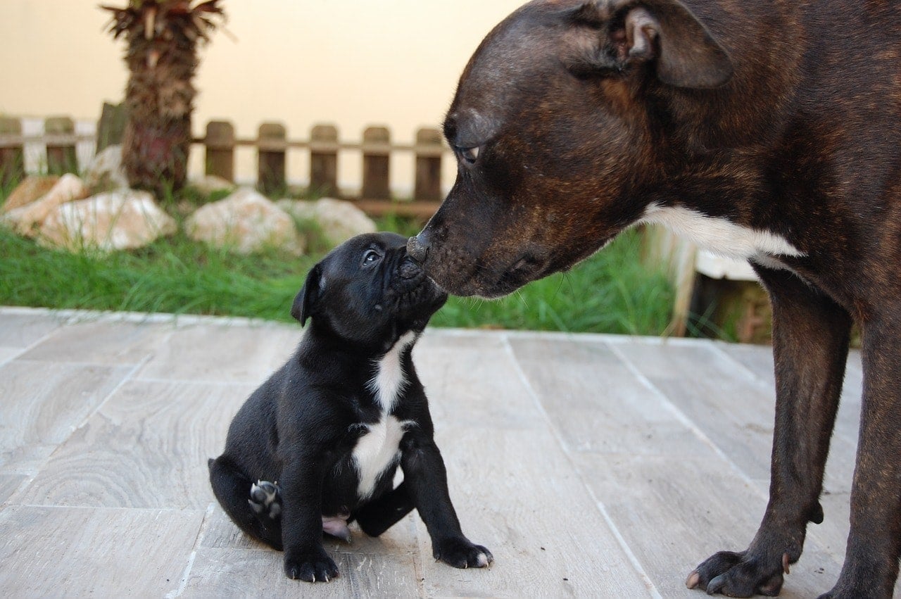 matka a štěně staffy