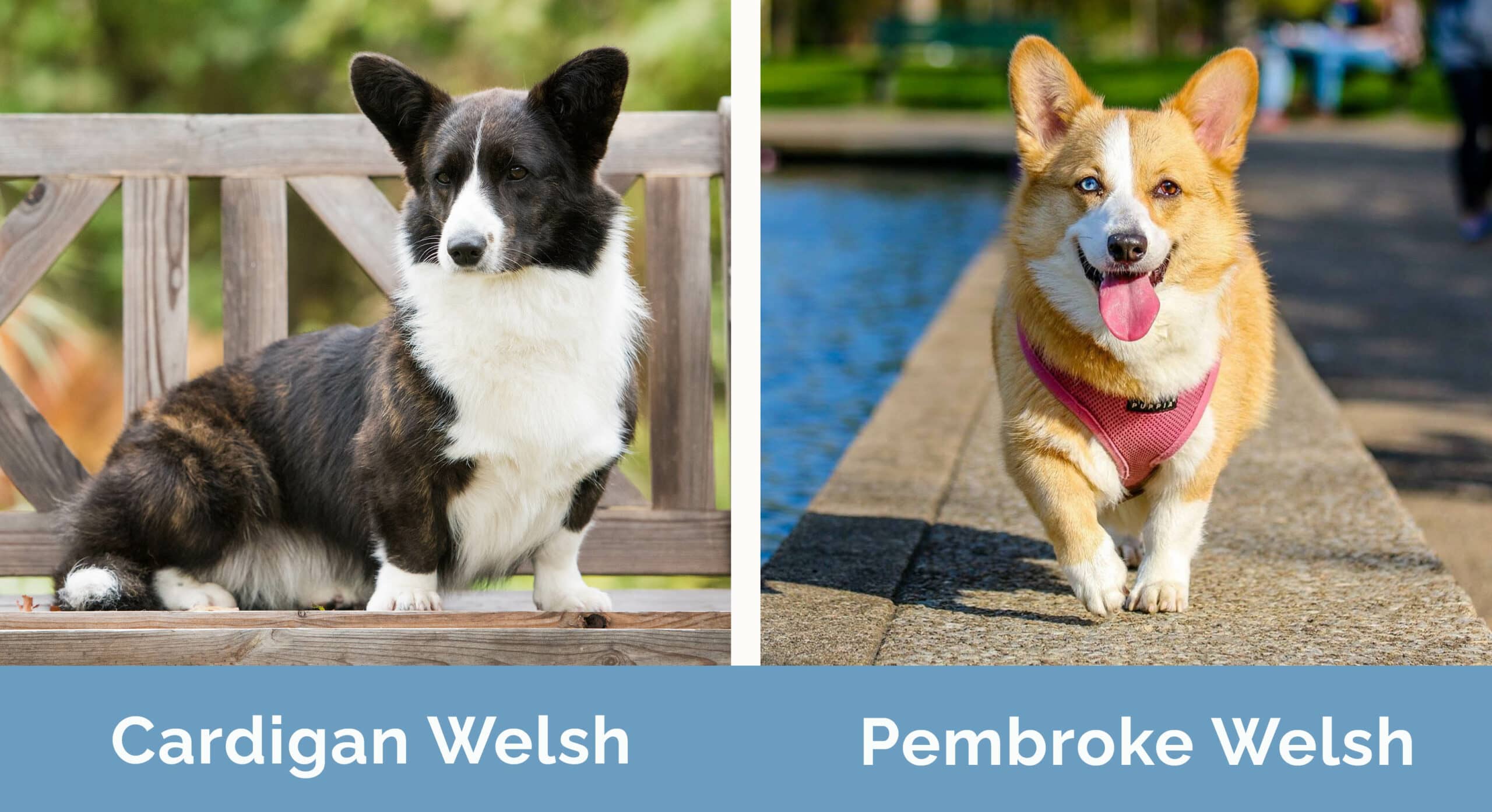 Cardigan Welsh Corgi vs Pembroke Welsh Corgi bok po boku
