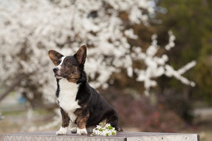 Cardigan Welch Corgi s květinami