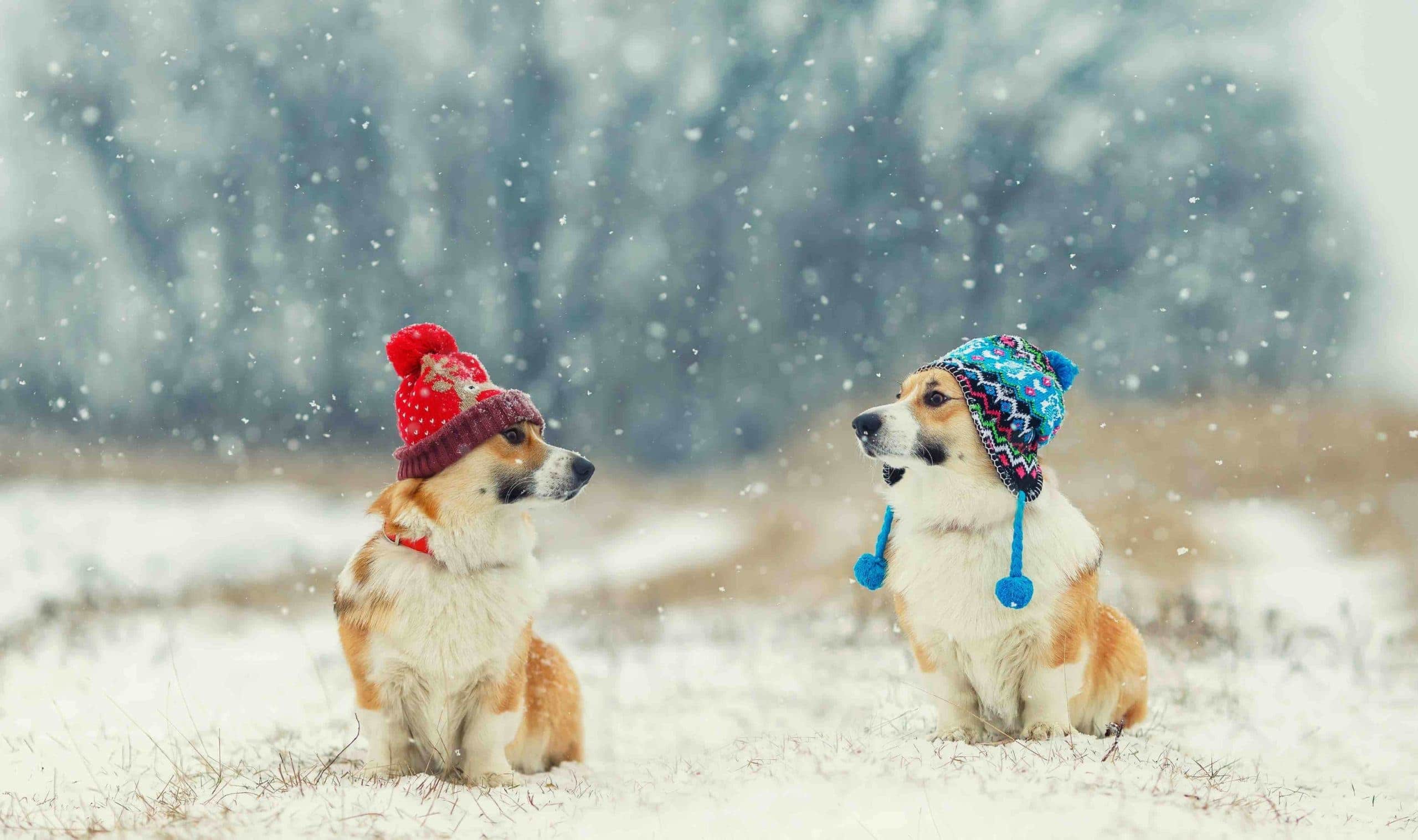 corgies v zimní čepice
