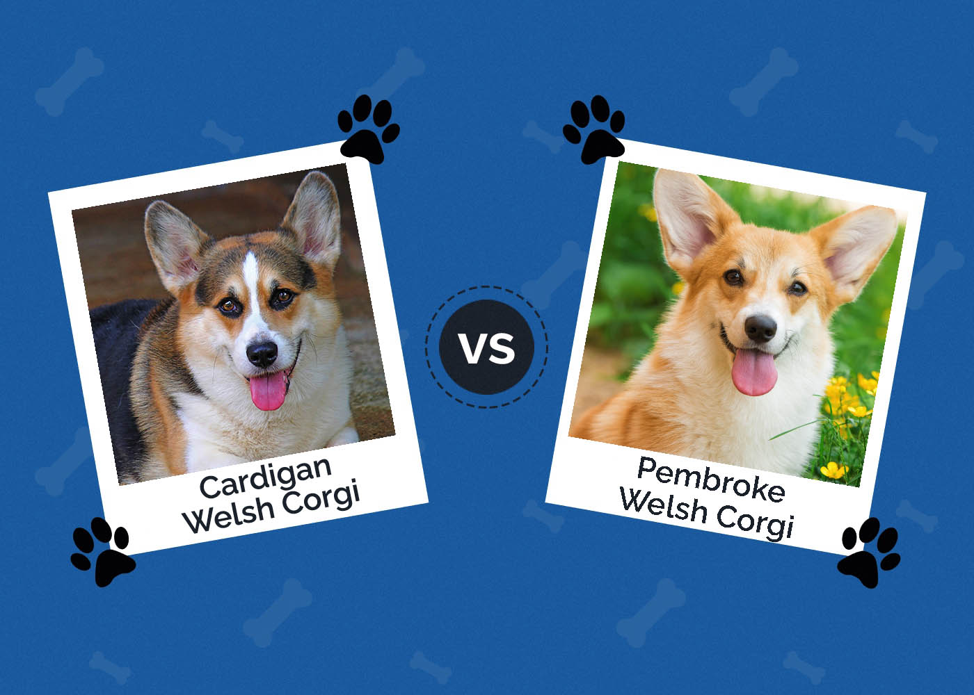 Cardigan Welsh vs Pembroke Welsh Corgi: Jaký je rozdíl? (S obrázky)