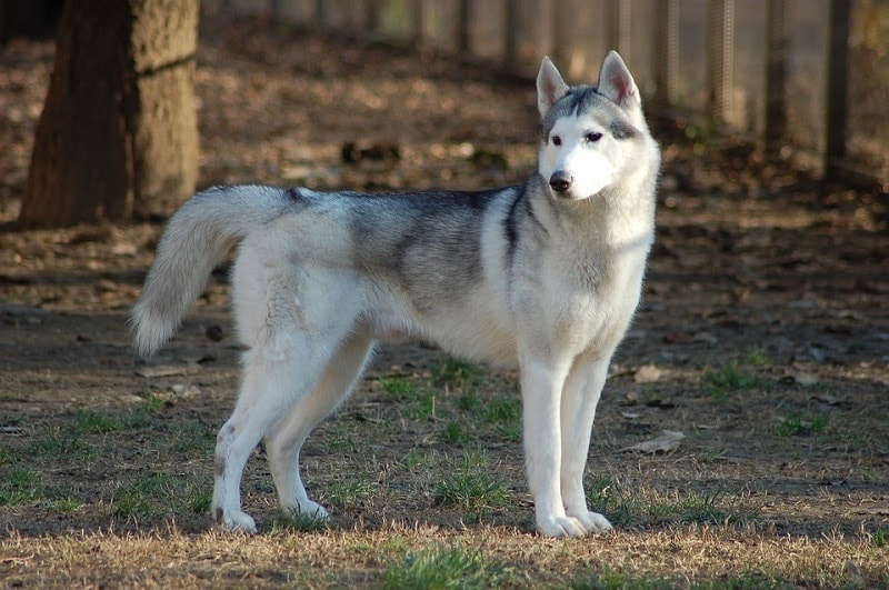 sibiřský husky