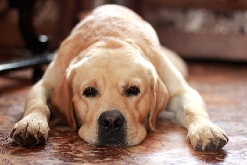 Na podlaze leží smutný labrador