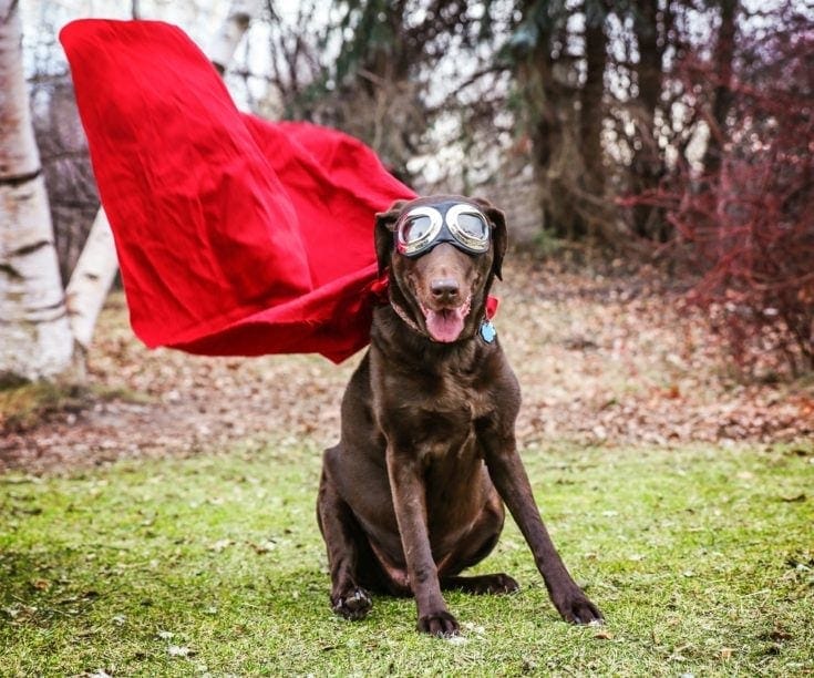 100+ psích jmen superhrdinů: Nápady od Marvel, DC a dalších!