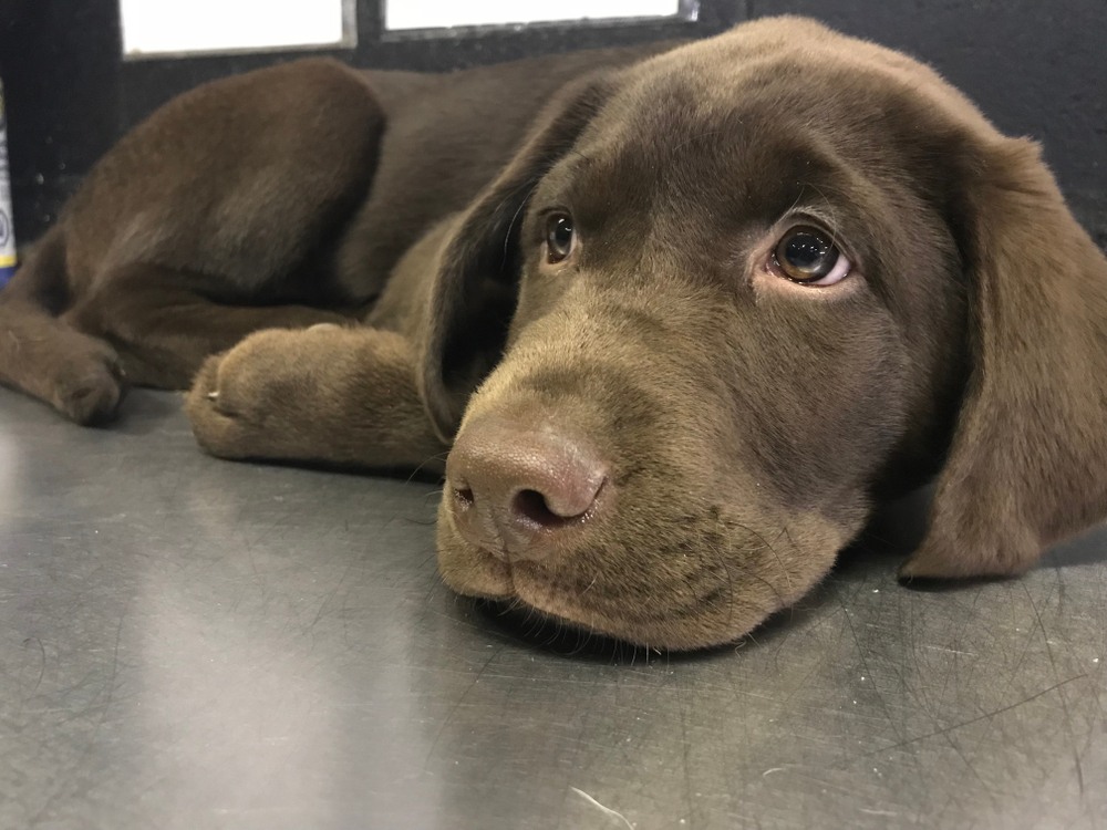 štěně francouzského labradora