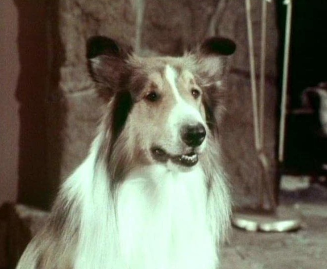 Jaký druh psa je Lassie? Pravdivý příběh