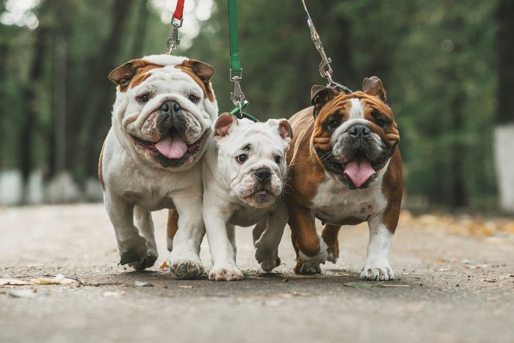 Šťastný muž na pohovce s labradorem