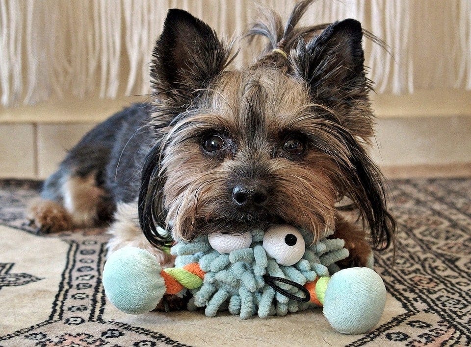 yorkie s hračkou