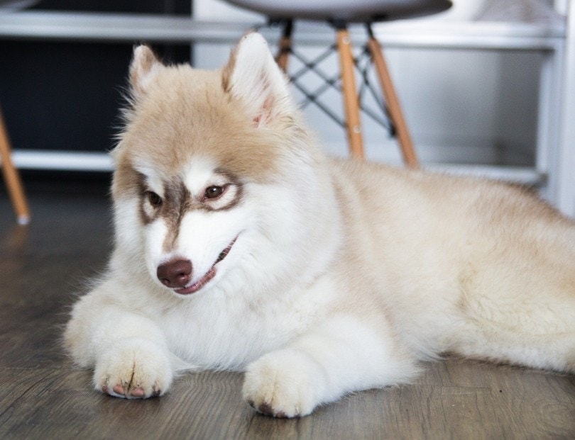 bílý sibiřský husky ležící na dřevěné podlaze